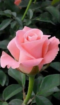 Ramo Funerario 7 Rosas Rosadas, Rosas para el Tanatorio, Ramo de Flores para dar Condolencias, Ramos Funerarios para Segovia, Flores para Difuntos